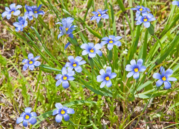 Grama de olhos azuis colorida, Sisyrinchium montanum — Fotografia de Stock
