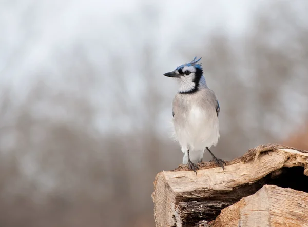 Blue Jay empoleirado em um log — Fotografia de Stock