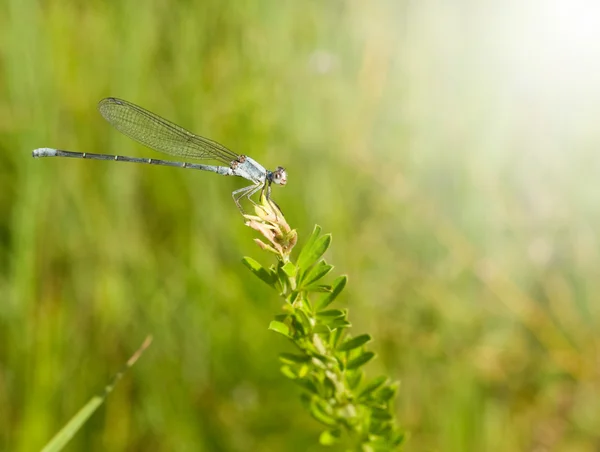 Damselfly curto-stalked azul que descansa em uma erva daninha — Fotografia de Stock