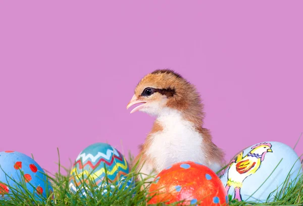Vackra nyfödda påsk chick i gräs — Stockfoto