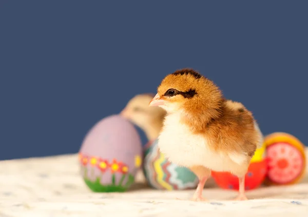 Velikonoční kuřátko s barevnými vejci — Stock fotografie