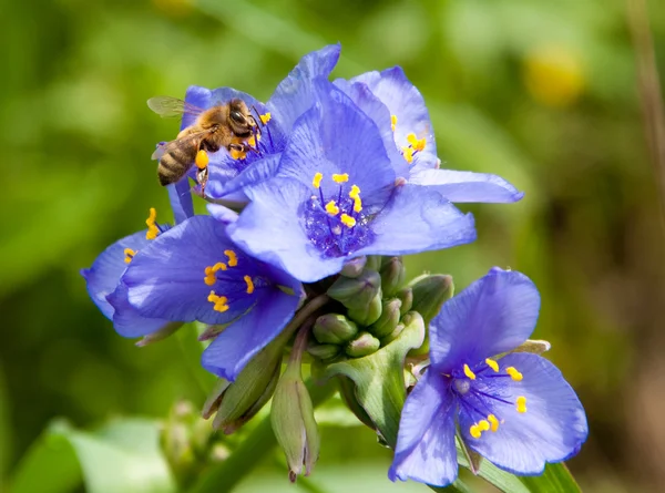 Tiny bee collecting nectar in purple Spiderwort flowers — Stock Photo, Image