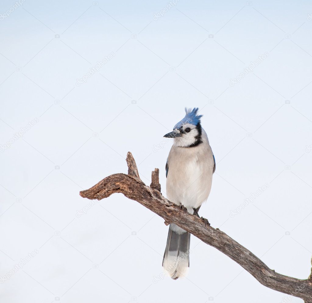 Beautiful Blue Jay perched on a dry tree limb