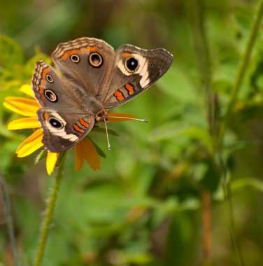 Buckeye butterfly clipart