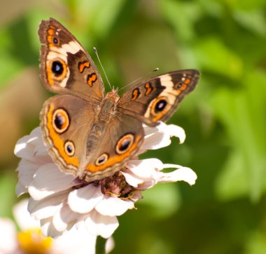 güzel buckeye kelebek