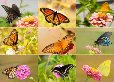 Collage of bright, colorful butterflies clipart