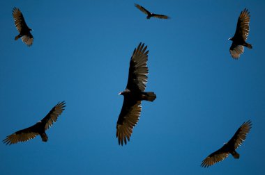 Vultures looking for food clipart