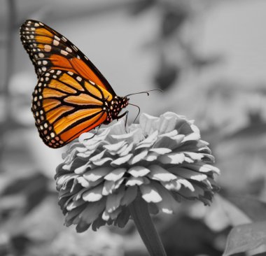 Monarch butterfly clipart