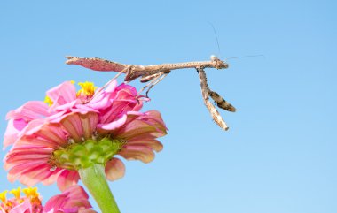 Carolina Mantid