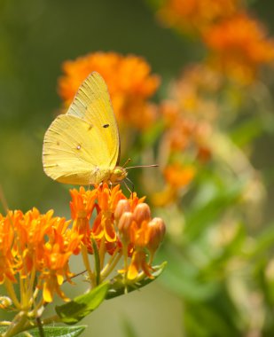 Clouded Sulphur butterfly on Butterflyweed clipart