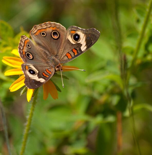 Buckeye butterfly