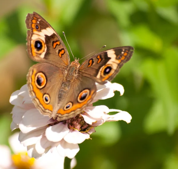 Hermosa mariposa Buckeye — Foto de Stock