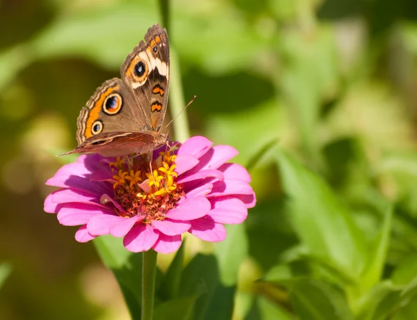 Gyönyörű buckeye pillangó — Stock Fotó