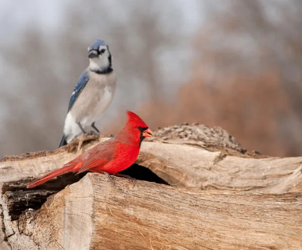 Bright red Northern Cardinal with a Blue Jay on the background — Stock Photo, Image