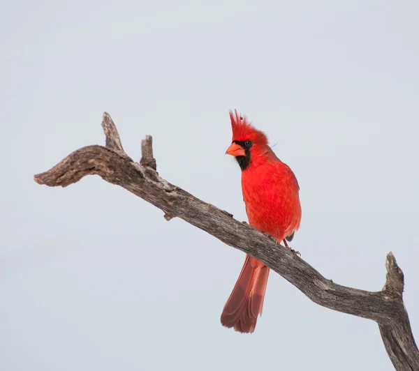 Manliga norra kardinal — Stockfoto