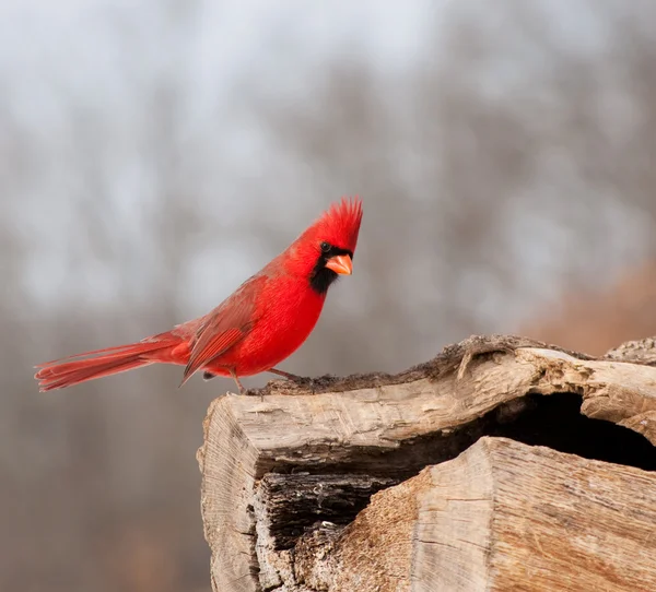 Bright red Northern Cardinal — Stock Photo, Image