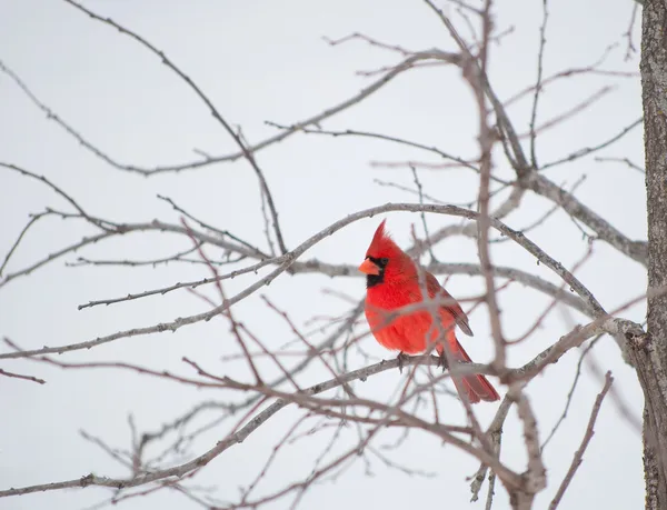 Zářivě červená severní kardinál pták — Stock fotografie