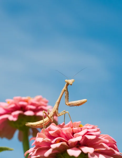 Hambre Mantis carolina —  Fotos de Stock