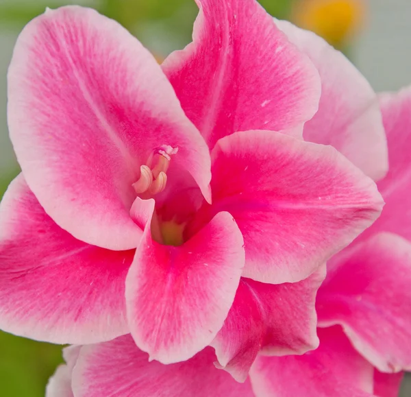 Centro de uma flor Gladiolus rosa brilhante — Fotografia de Stock