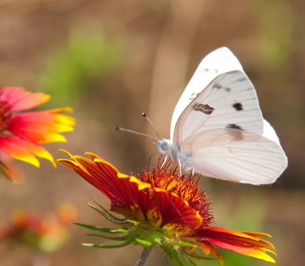 Tammikoitu valkoinen perhonen — kuvapankkivalokuva