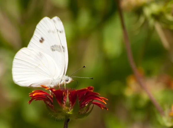 Mariposa blanca a cuadros — Foto de Stock