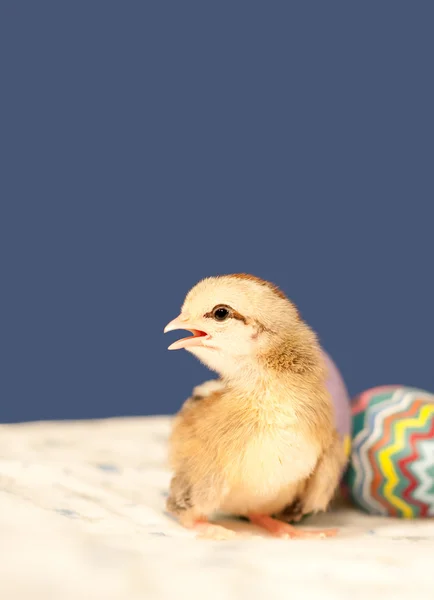 Pulcino di Pasqua e un uovo colorato — Foto Stock