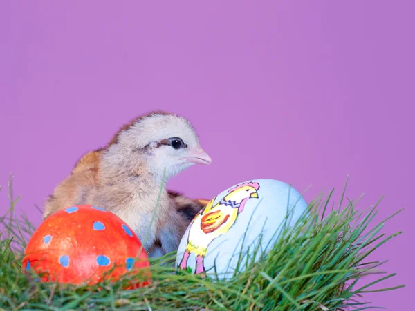 Lindo marrón rayado Pascua chick en hierba —  Fotos de Stock