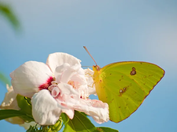 Farfalla di zolfo nuvolosa — Foto Stock