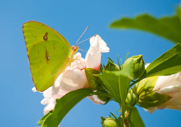 Mariposa de azufre nublado en la flor de Althea — Foto de Stock
