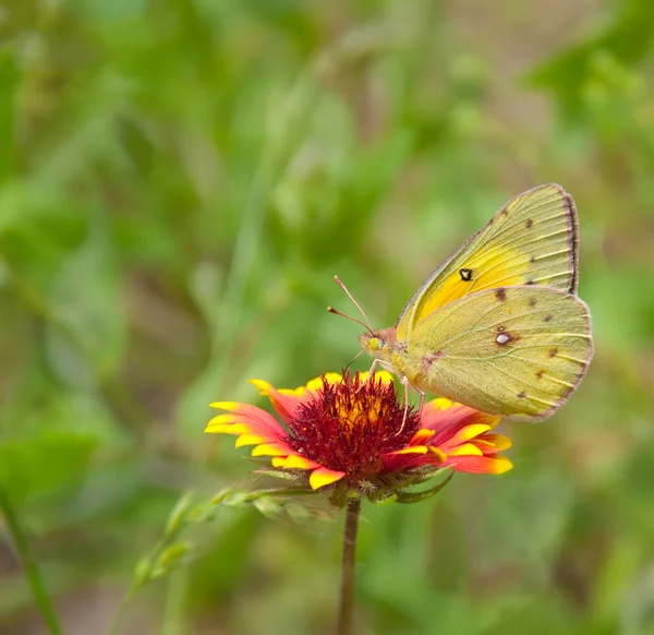 Clouded Sulphur Butterfly — Stock Photo, Image