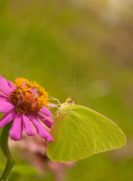 Cloudless Sulphur butterfly — Stock Photo, Image