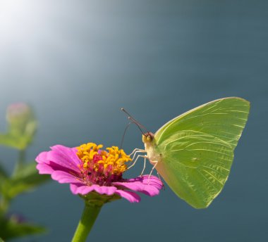 pembe zinnia bulutsuz kükürt kelebeği