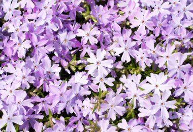 sürünen phlox phlox subulata Zümrüt Mavi