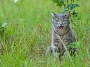 Blue tabby cat panting in hot weather clipart