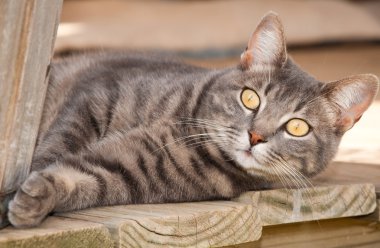 sarı gözleri verandada oturan çarpıcı ile güzel mavi tekir kedi