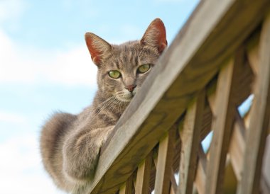 Blue tabby cat resting on porch railing clipart