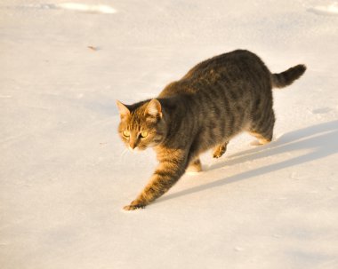 Mavi tekir kedi karda yürüme