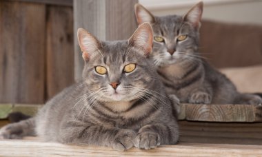 Two cute blue tabby cats resting on porch clipart