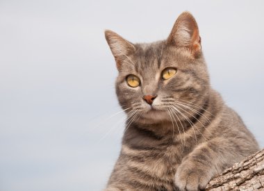 bir günlük istirahat güzel blue tabby yavru kedi