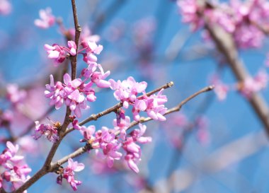 Eastern Redbud flowering in early spring clipart