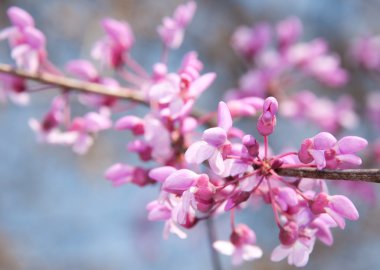 Closeup image of Eastern Redbud flowers in bloom in early spring clipart