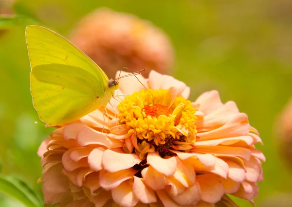 Wolkenloser Schwefel-Schmetterling, der sich von einer lachsfarbenen Zinnie ernährt — Stockfoto