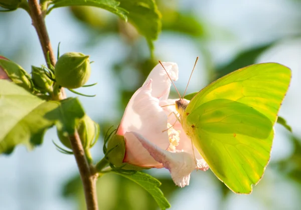 Безоблачная гигантская сера питается цветком Алтеи — стоковое фото