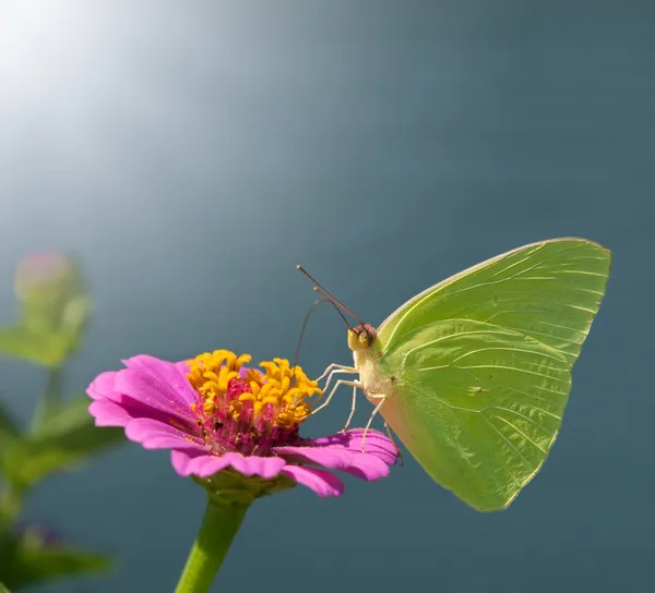 Безхмарна сульфурна метелик на рожевій цинії — стокове фото
