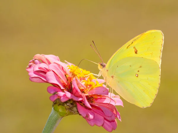 Kupu-kupu Sulphur tanpa awan berwarna kuning yang indah — Stok Foto