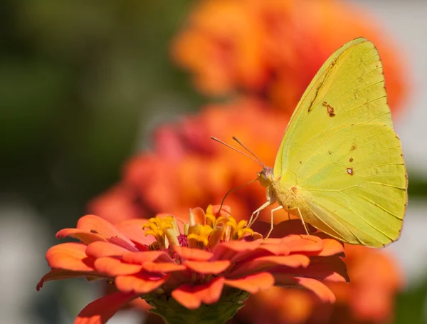 Leuchtend gelber wolkenloser Schwefel-Schmetterling — Stockfoto