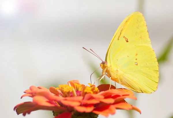 Mariposa de azufre sin nubes de color amarillo limón alimentándose de una Zinnia naranja — Foto de Stock