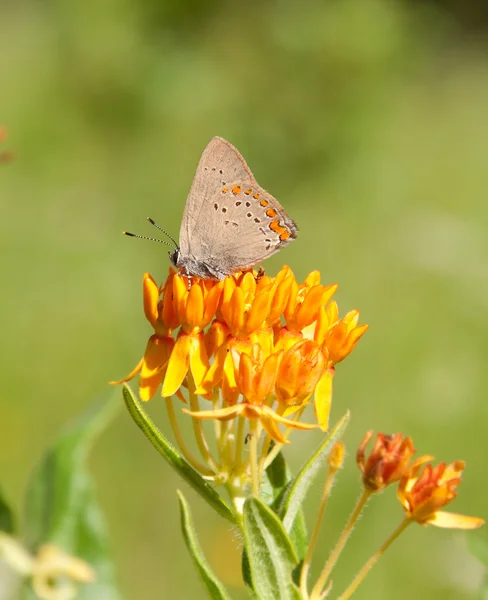 Coral Hairstreak Butterfly feeding on Butterfly Weed — Stock Photo, Image