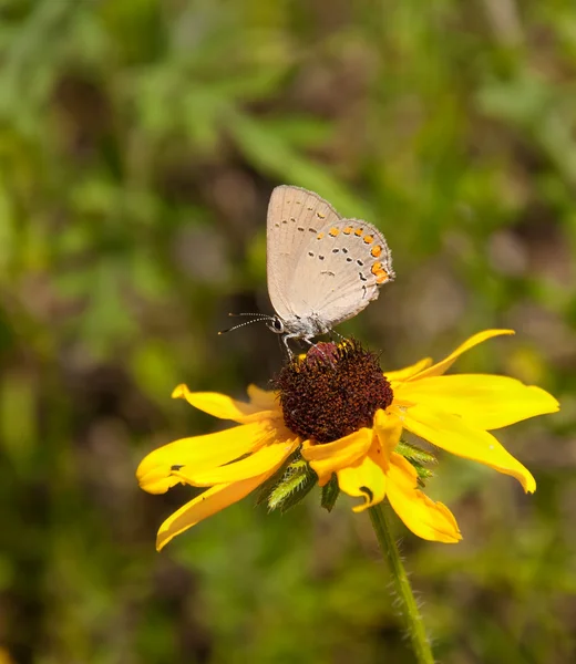 Korálový hairstreak motýl krmení na černooká Zuzana — Stock fotografie