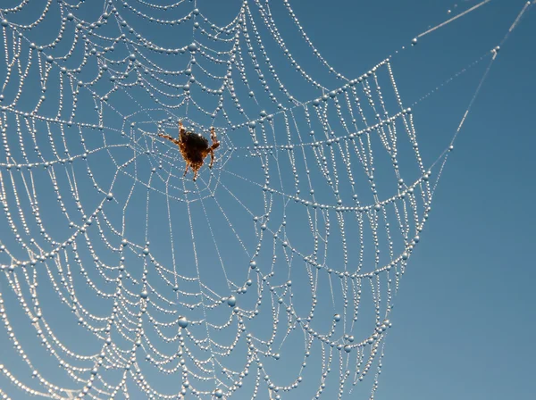 Teia de aranha como um delicado colar de cristais brilhantes — Fotografia de Stock